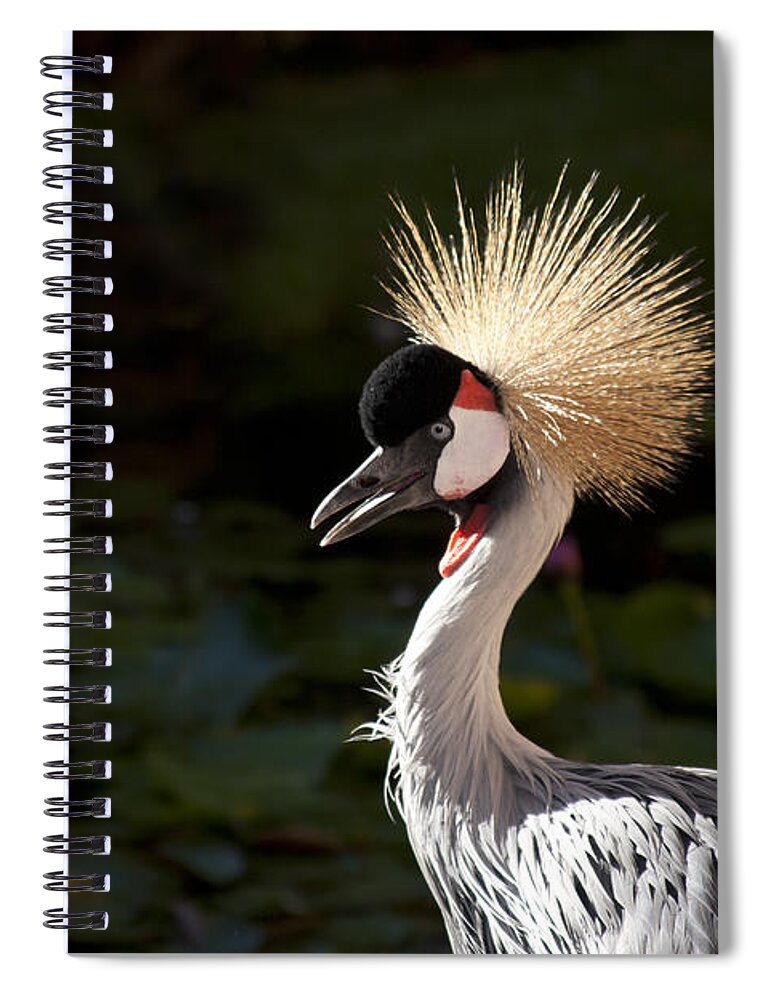Crowned Crane Spiral Notebook featuring the photograph South African Grey Crowned Crane by Sharon Mau