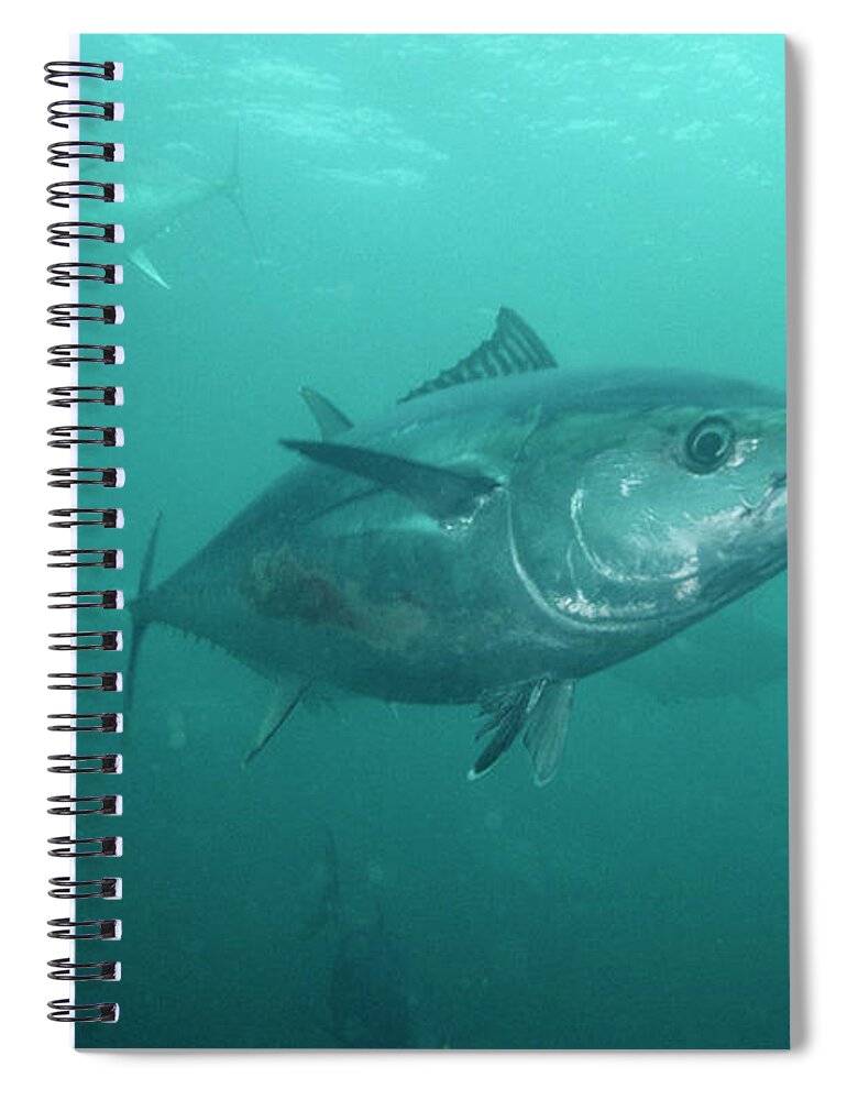 Mp Spiral Notebook featuring the photograph Southern Bluefin Tuna Thunnus Maccoyii by Mike Parry