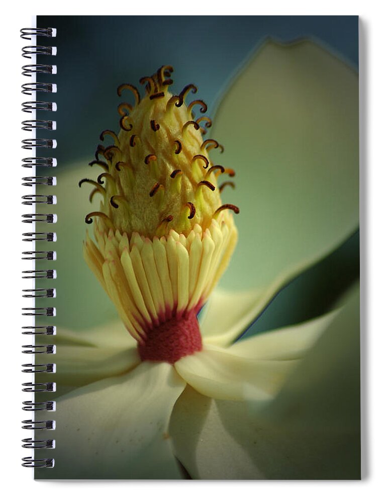 Magnolia Spiral Notebook featuring the photograph Southern Magnolia Flower by David Weeks