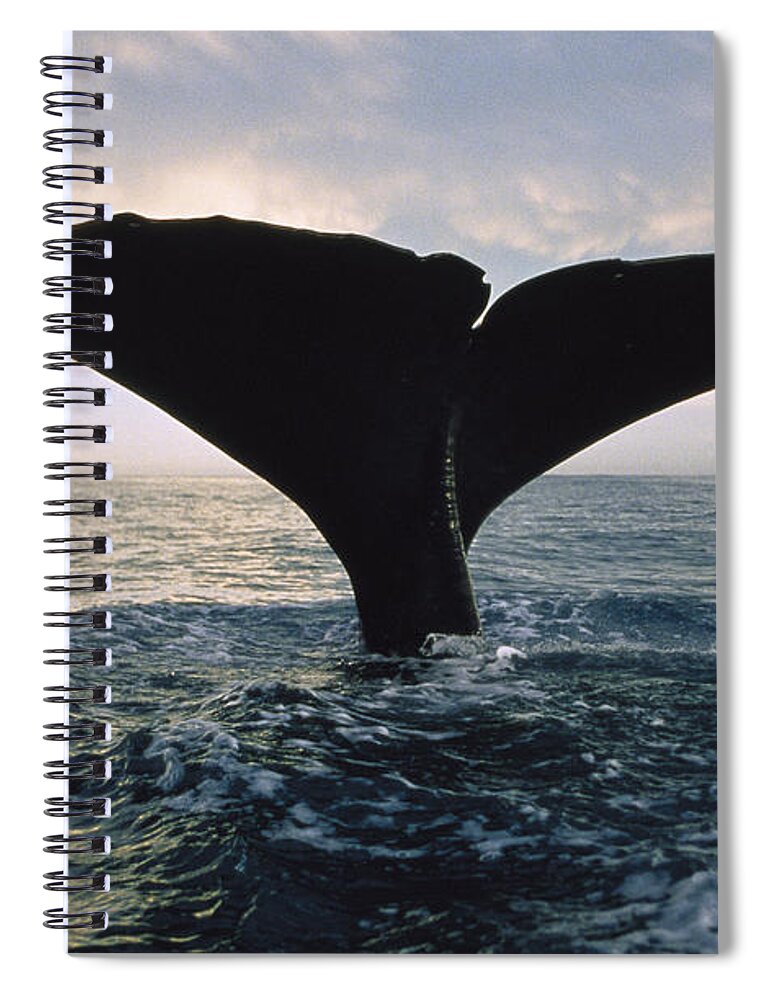 00113843 Spiral Notebook featuring the photograph Sperm Whale Tail At Sunset New Zealand by Flip Nicklin