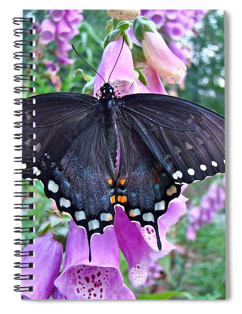 Butterfly Spiral Notebook featuring the photograph Spicebush Swallowtail Butterfly on Foxgloves - Papilio troilus by Carol Senske
