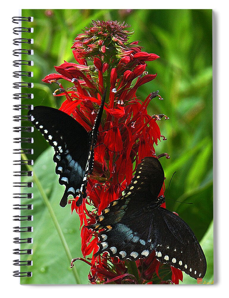 Ure Spiral Notebook featuring the photograph Spicebush Swallowtails Visiting Cardinal Lobelia DIN041 by Gerry Gantt