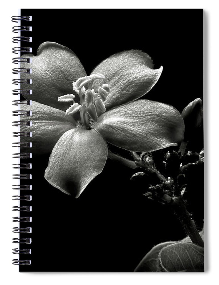 Flower Spiral Notebook featuring the photograph Spicy Jatropha in Black and White by Endre Balogh
