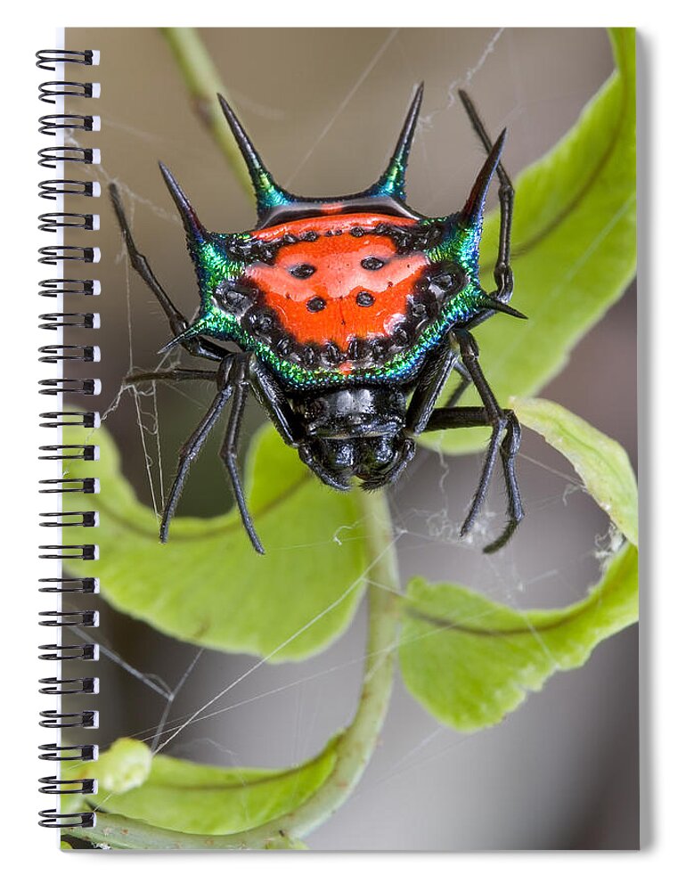00298205 Spiral Notebook featuring the photograph Spinybacked Orbweaver Spider Solomon by Piotr Naskrecki