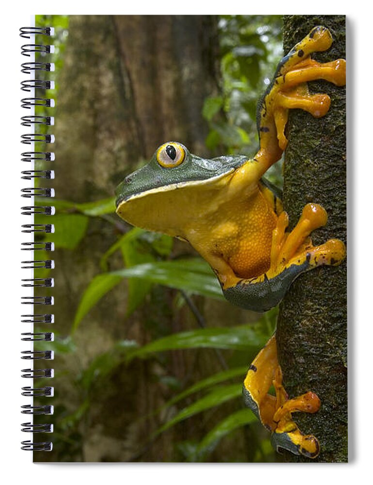 00298103 Spiral Notebook featuring the photograph Splendid Leaf Frog Costa Rica by Piotr Naskrecki