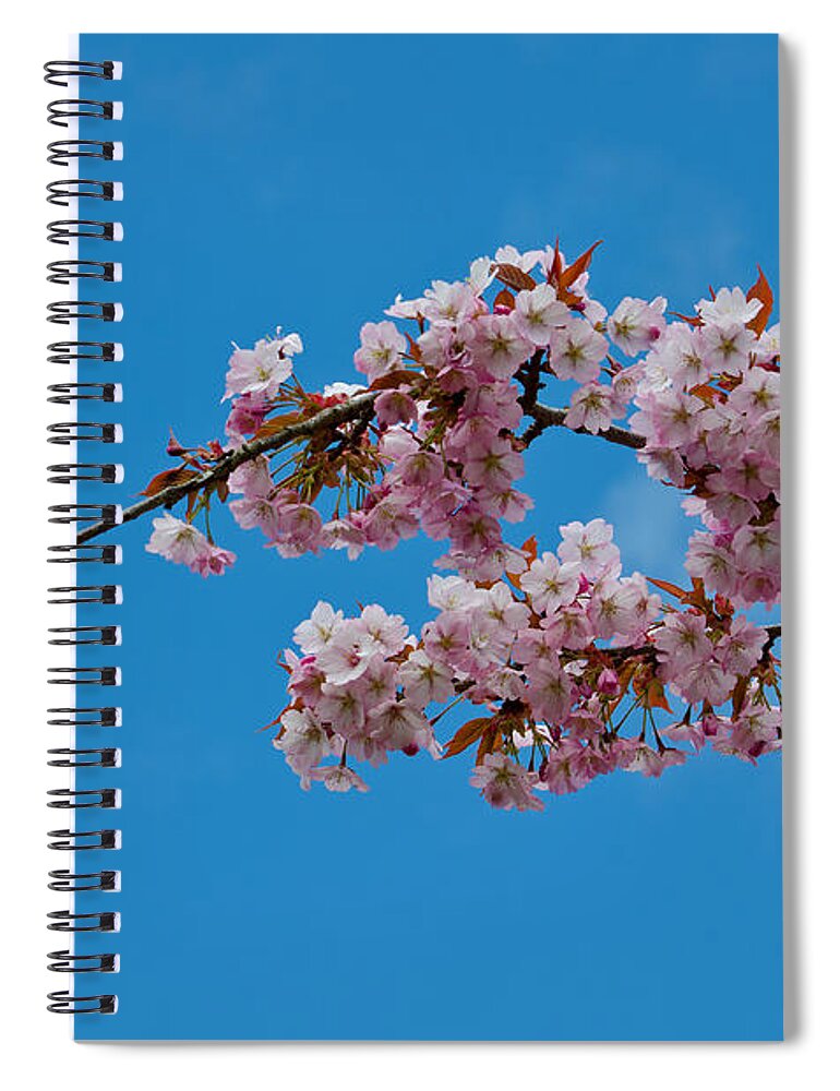 Flower Spiral Notebook featuring the photograph Spring Blossoms by Tikvah's Hope