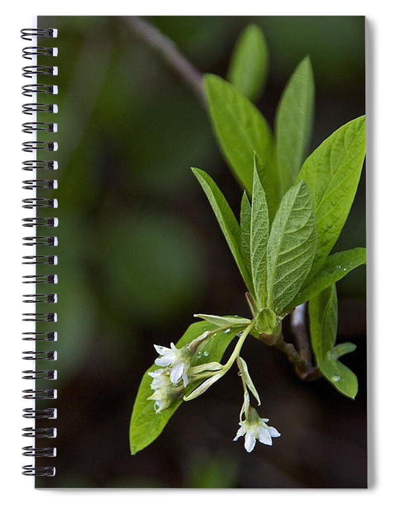Photography Spiral Notebook featuring the photograph Spring blossoms by Sean Griffin