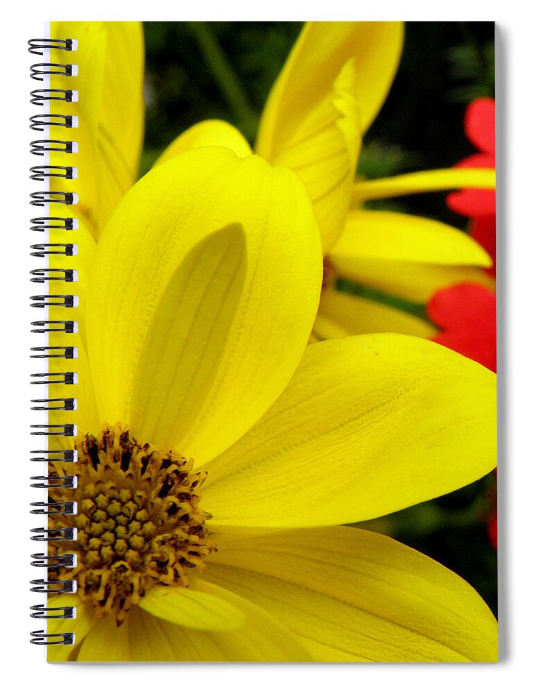 Yellow Flower Spiral Notebook featuring the photograph Spring Has Sprung by Kim Galluzzo Wozniak