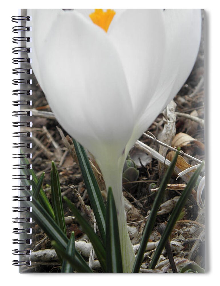 Crocus Spiral Notebook featuring the photograph St Pattys Day Bloom by Kim Galluzzo