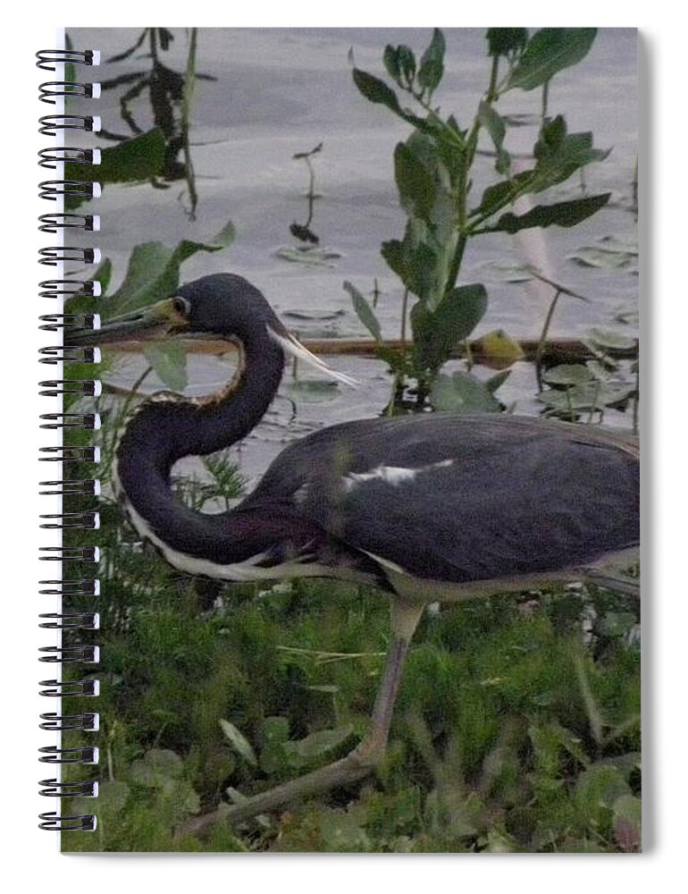 Bird Spiral Notebook featuring the photograph Stalking by Kim Galluzzo