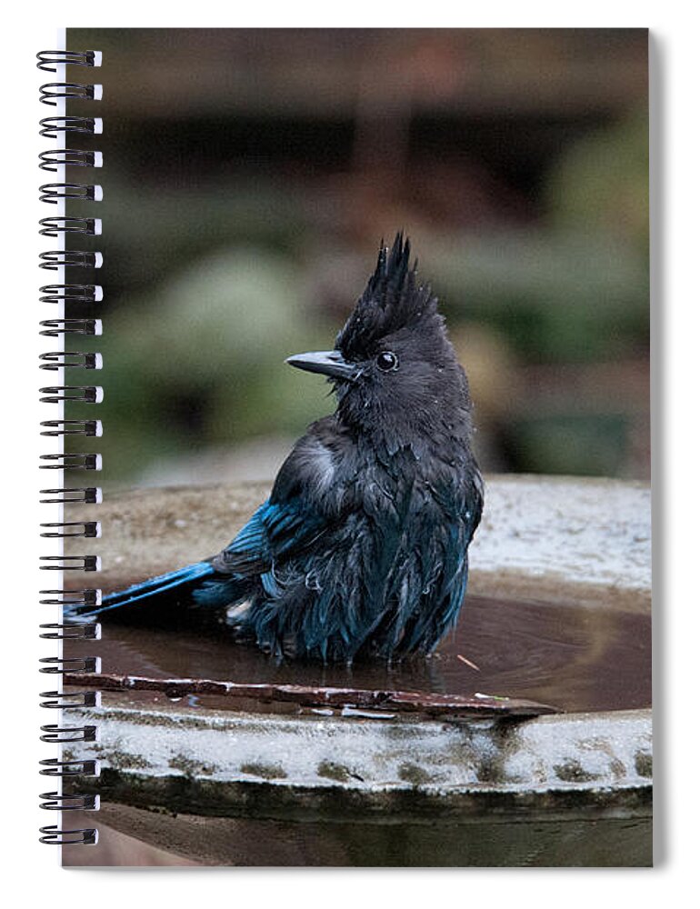 Animals Spiral Notebook featuring the digital art Steller Jay in the Birdbath by Carol Ailles