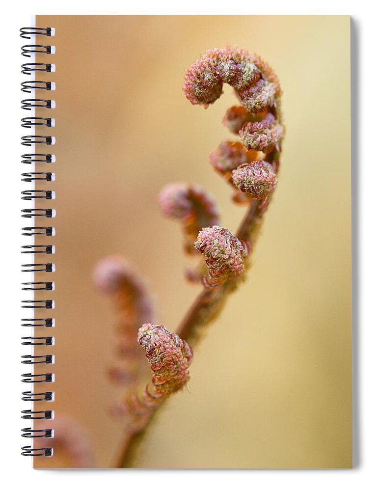 Fern Spiral Notebook featuring the photograph Stretch by Carrie Cranwill
