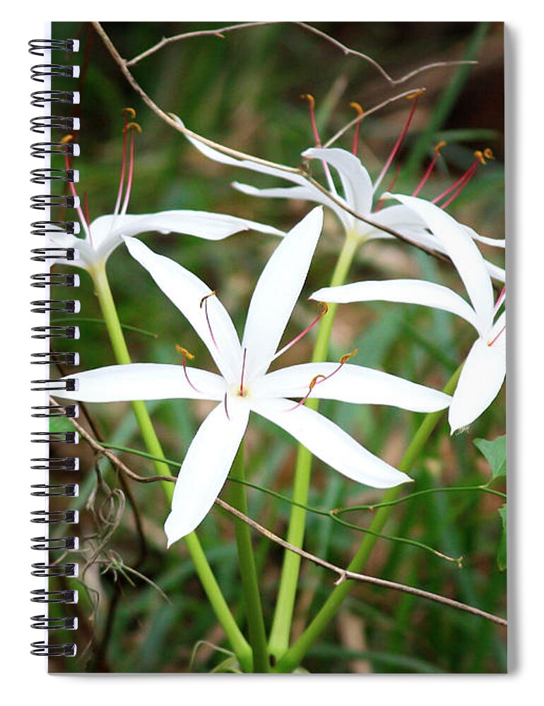 String Lily Spiral Notebook featuring the photograph String Lily by Carol Groenen