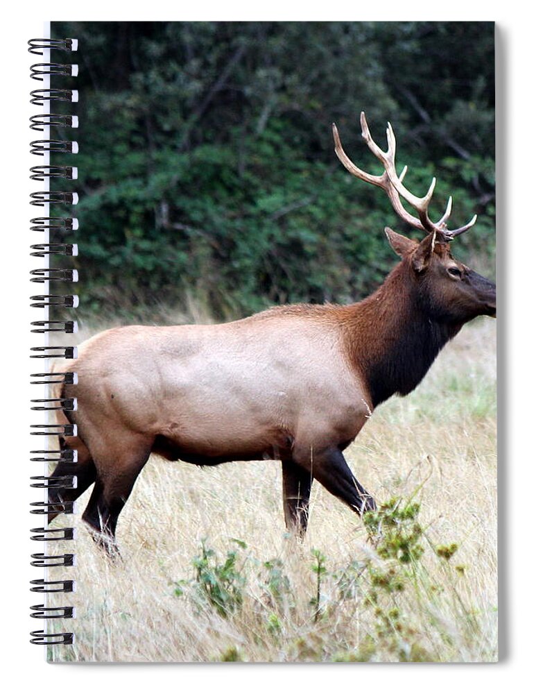 Landscape Spiral Notebook featuring the photograph Strolling the Meadow by Jo Sheehan