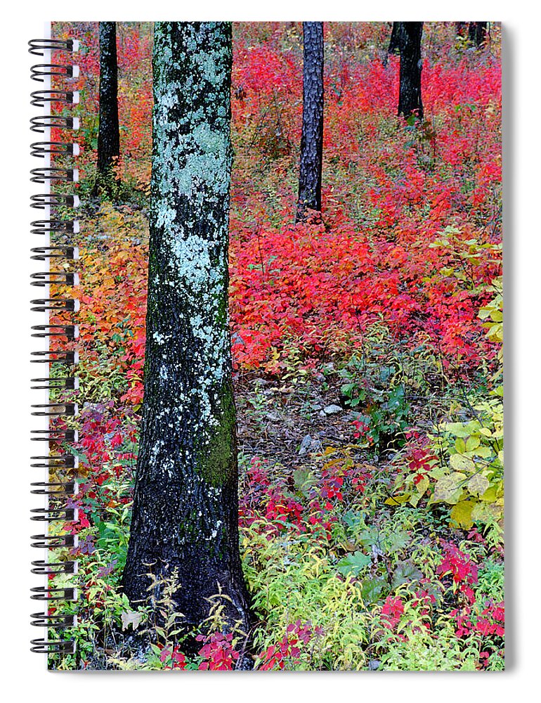Autumn Scene Spiral Notebook featuring the photograph Sumac Slope and Lichen Covered Tree by Greg Matchick