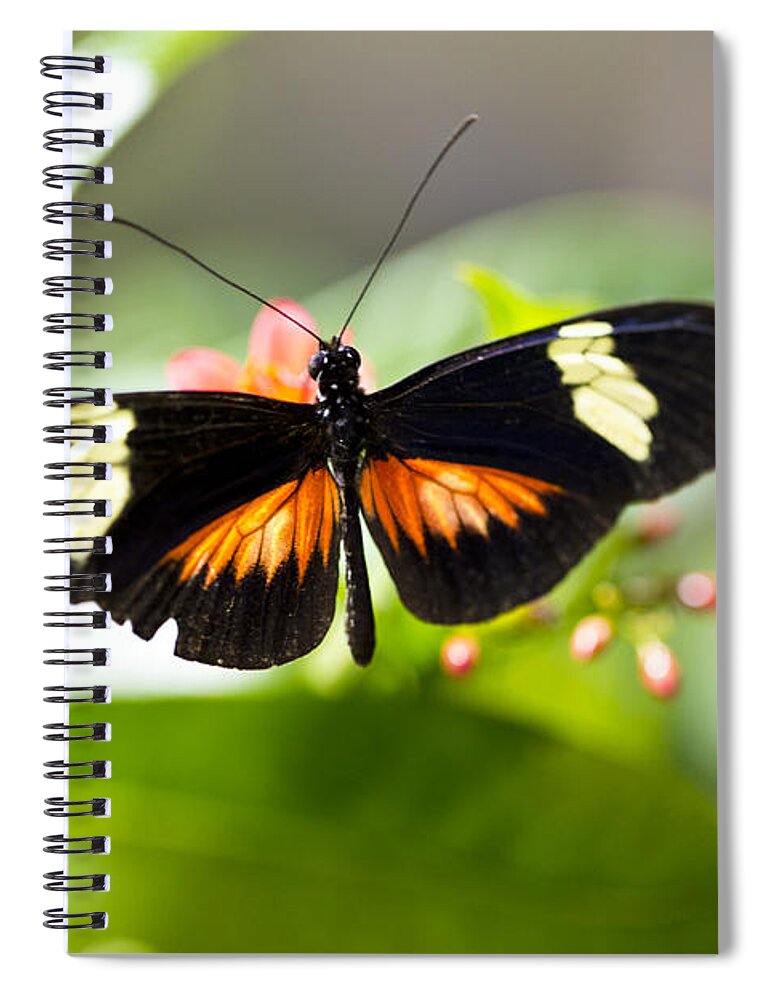 Butterfly Spiral Notebook featuring the photograph Summer Love by Leslie Leda