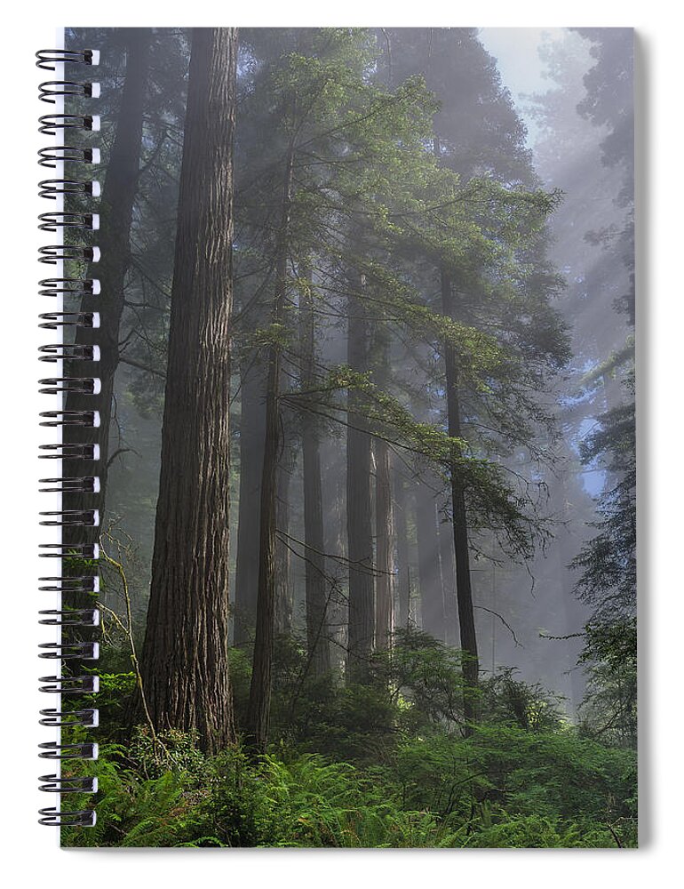 Redwoods Spiral Notebook featuring the photograph Sun Breaking on Redwoods by Greg Nyquist