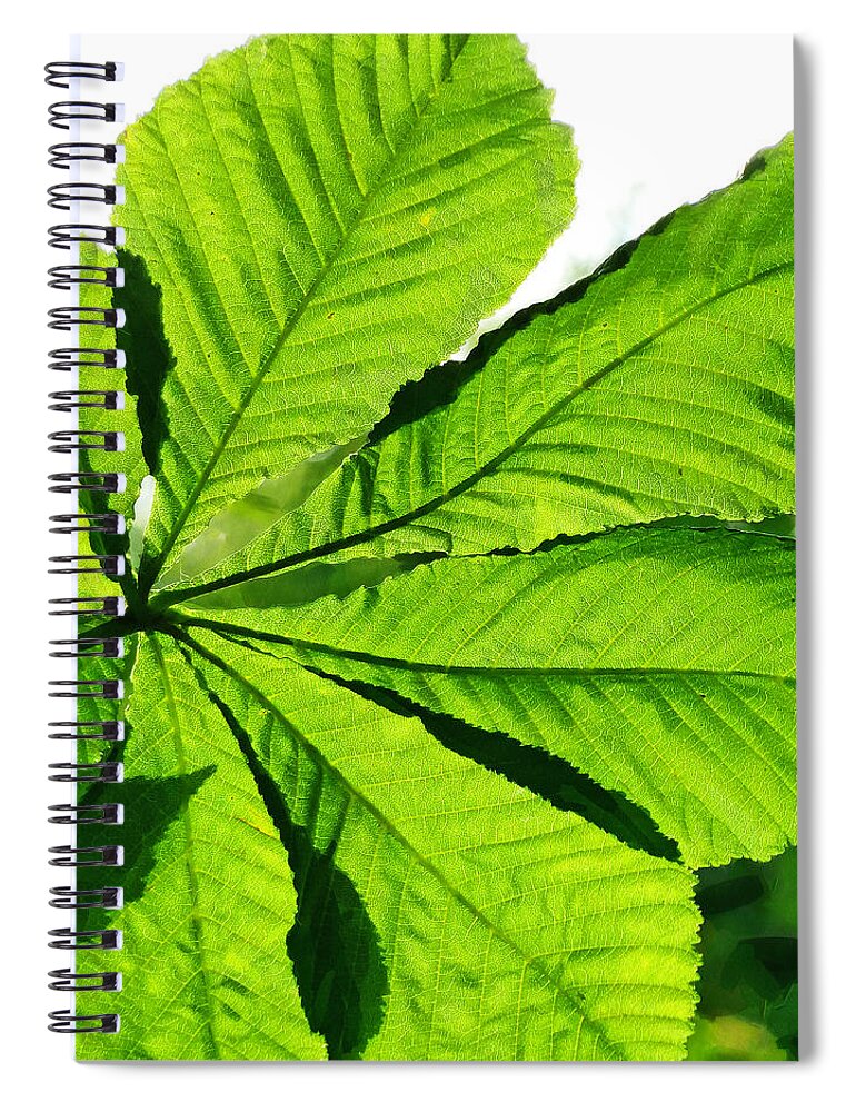 Leaf Spiral Notebook featuring the photograph Sun on a Horse Chestnut Leaf by Steve Taylor