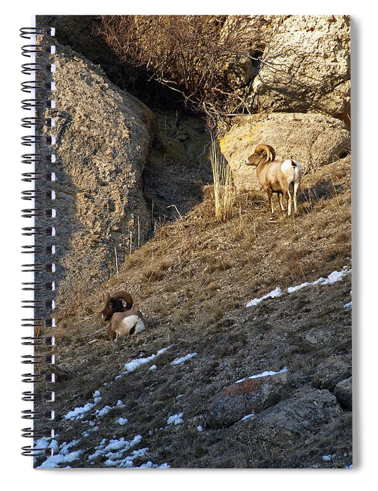 Ram Spiral Notebook featuring the photograph Sun Sets On The Rams by DeeLon Merritt