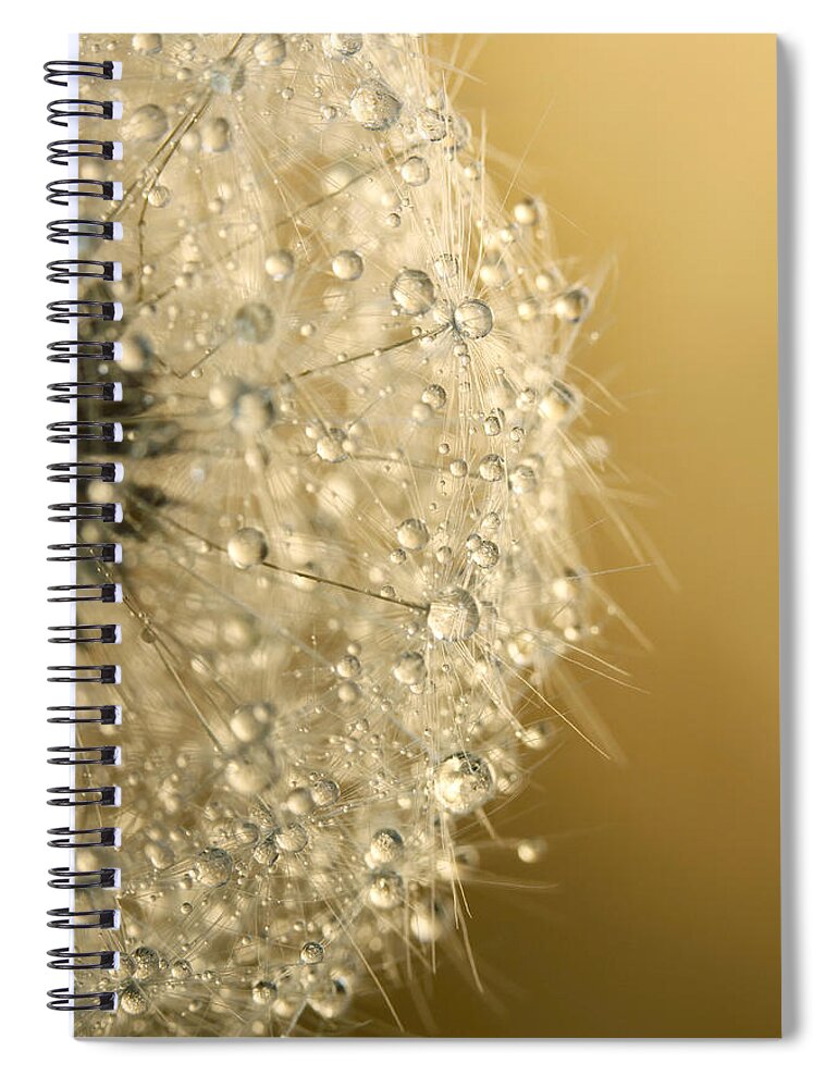 Dandelion Spiral Notebook featuring the photograph Sun Sparkled Dandy by Sharon Johnstone