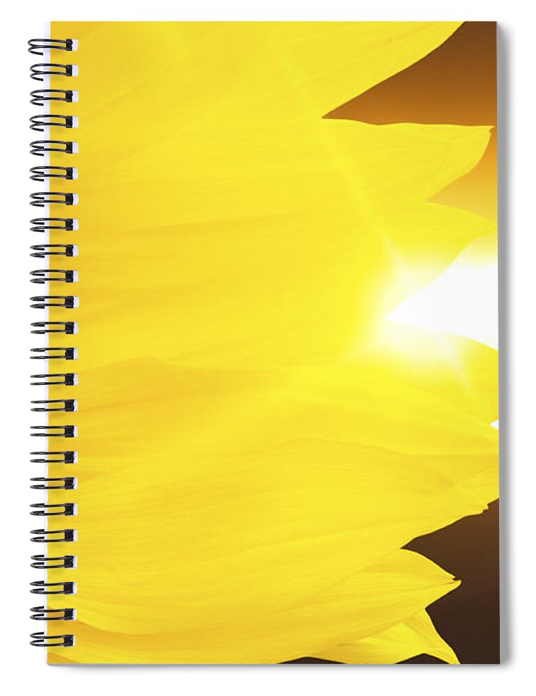 Sunflower Spiral Notebook featuring the photograph Sunflower and sunset by Simon Bratt