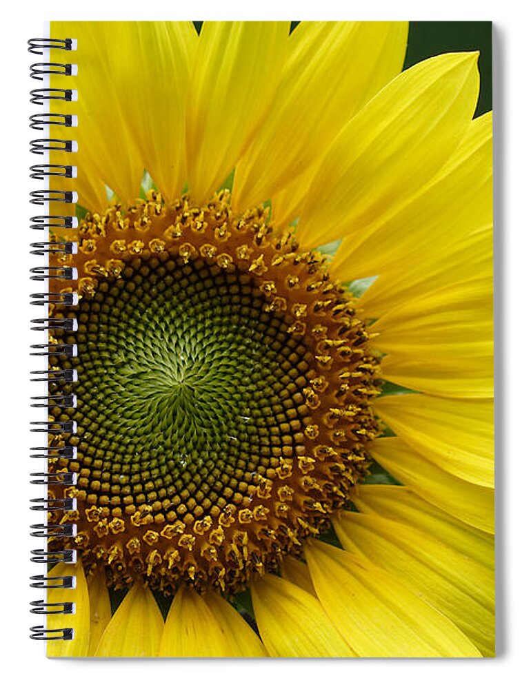 Helianthus Annuus Spiral Notebook featuring the photograph Sunflower With Insect by Daniel Reed