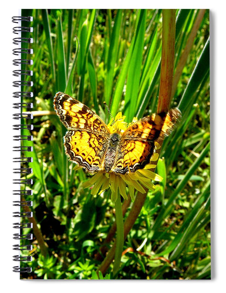 Butterfly Spiral Notebook featuring the photograph Sunning On A Dandelion by Kim Galluzzo Wozniak