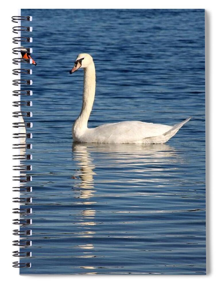 Swans Spiral Notebook featuring the photograph Swan Mates by Sabrina L Ryan