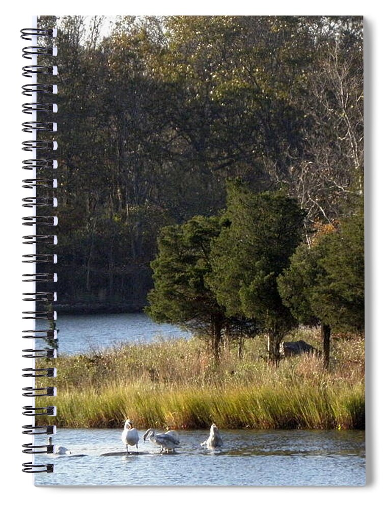 Swans Spiral Notebook featuring the photograph Swan Scenery by Kim Galluzzo Wozniak