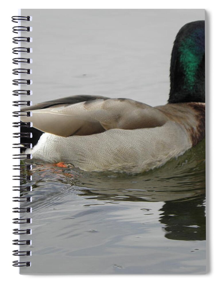 Mallard Spiral Notebook featuring the photograph Swim Away by Kim Galluzzo