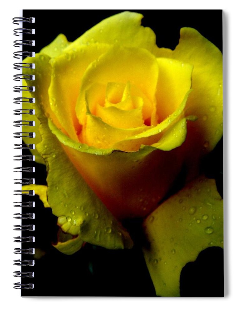 Yellow Spiral Notebook featuring the photograph Swirls Of Yellow Delight by Kim Galluzzo
