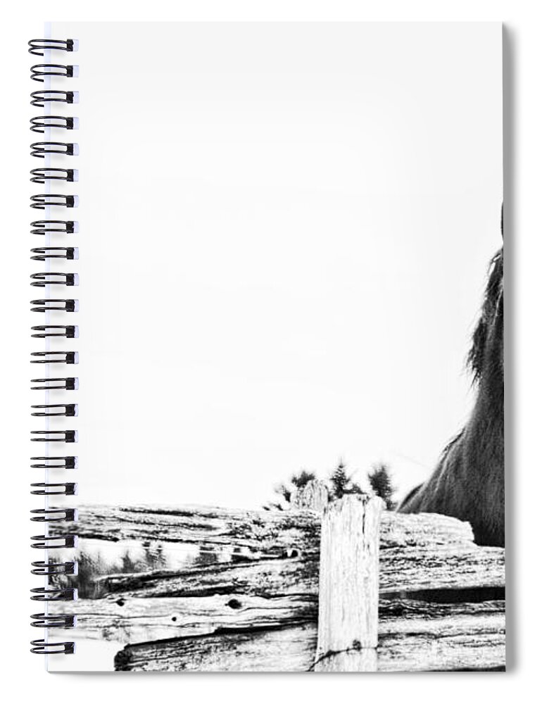 Horse Spiral Notebook featuring the photograph Take Me for a Ride by Traci Cottingham