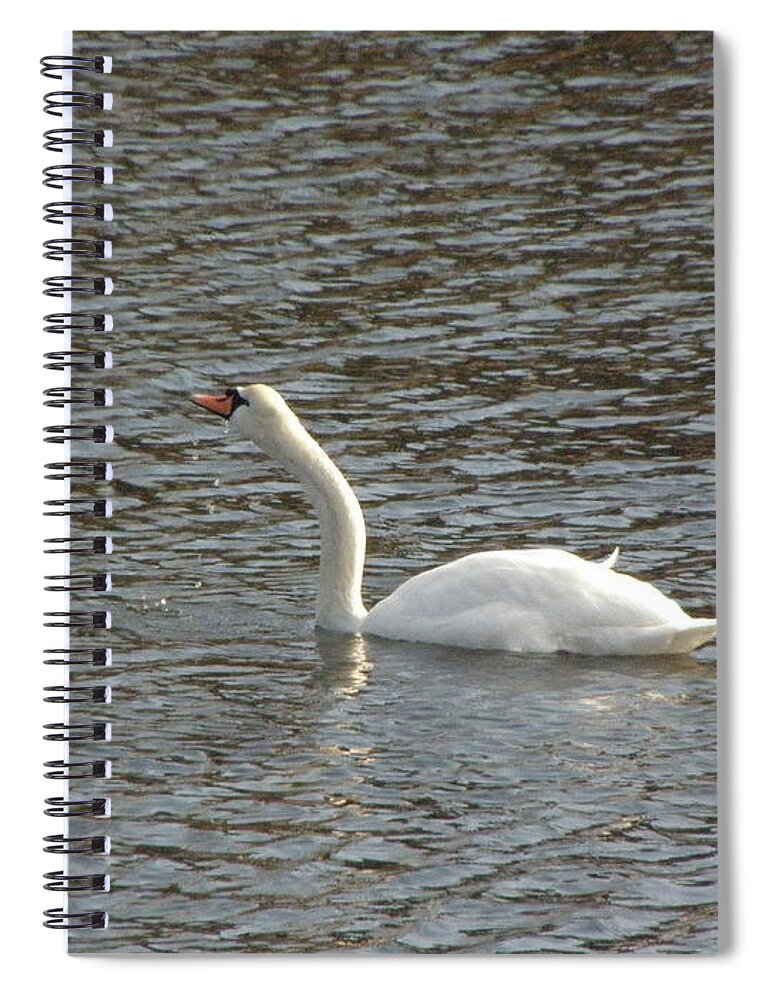 Swan Spiral Notebook featuring the photograph Taking A Sip by Kim Galluzzo