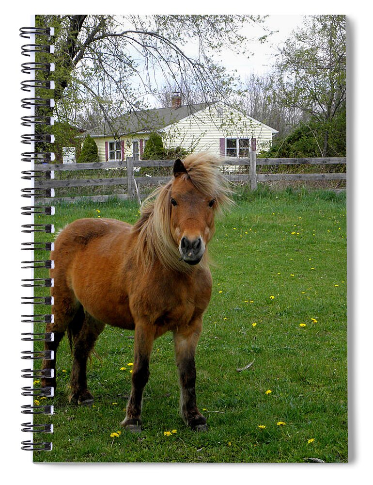 Miniature Pony Spiral Notebook featuring the photograph Taking A Stand by Kim Galluzzo