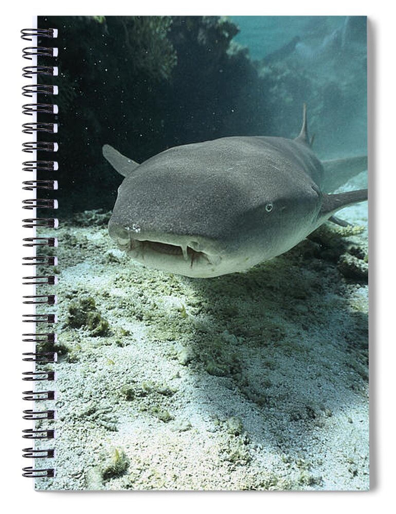 Mp Spiral Notebook featuring the photograph Tawny Nurse Shark Nebrius Ferrugineus by Mike Parry
