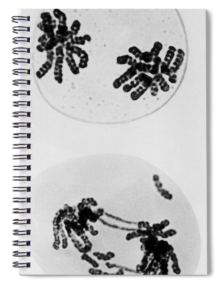 Chromosomes Spiral Notebook featuring the photograph Tem Of Radiation Damage To Chromosomes by Omikron