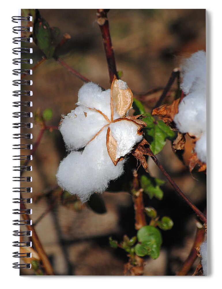 Brown Spiral Notebook featuring the photograph Tennessee Cotton I by Jai Johnson