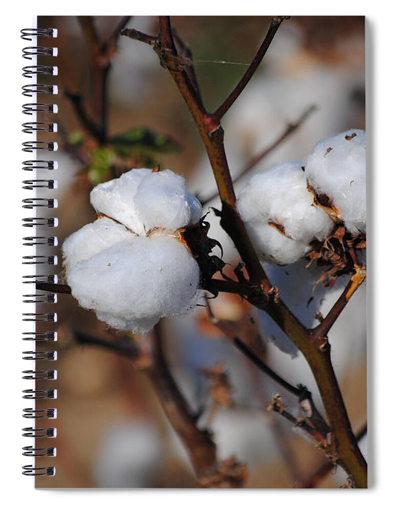 Brown Spiral Notebook featuring the photograph Tennessee Cotton III by Jai Johnson