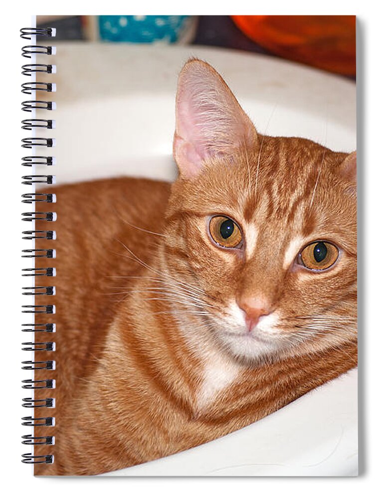 Cat Spiral Notebook featuring the photograph That Sinking Feeling by Kenneth Albin