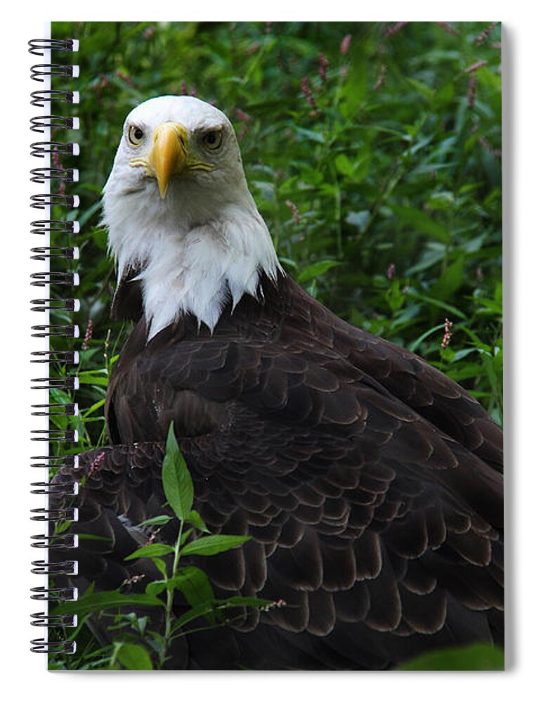 Lee Dos Santos Spiral Notebook featuring the photograph The American Bald Eagle IV by Lee Dos Santos