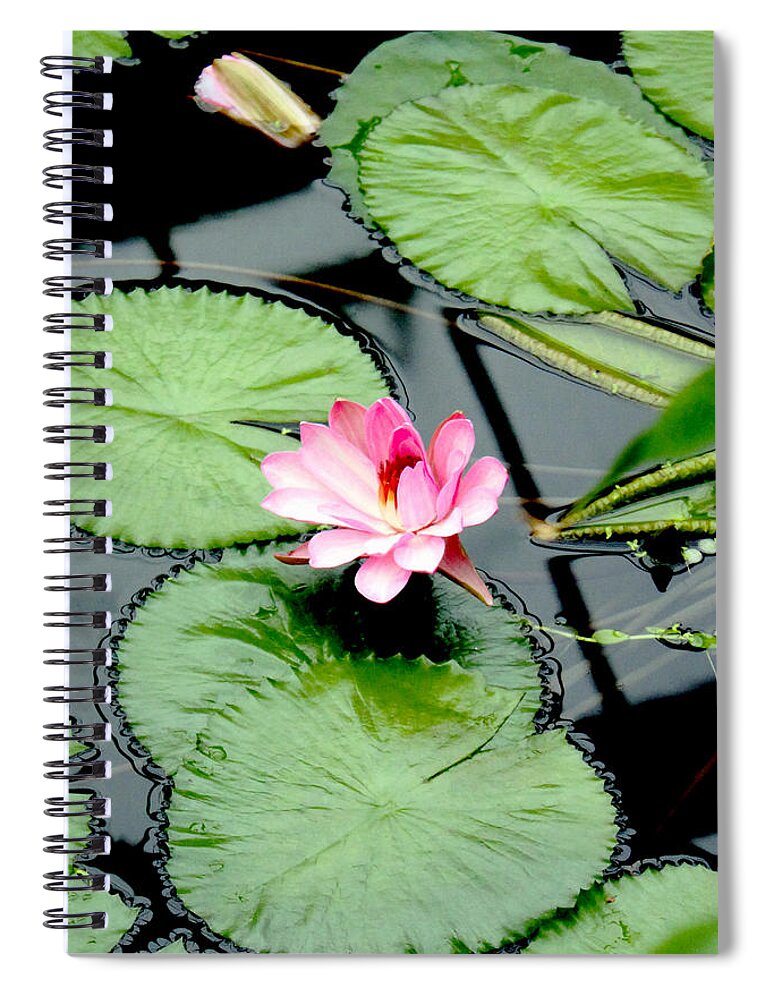 Water Lily Spiral Notebook featuring the photograph The beauty of Water Lily by Jasna Buncic