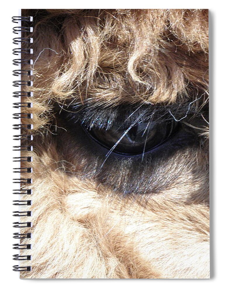 Alpaca Spiral Notebook featuring the photograph The Eye of an Alpaca by Kim Galluzzo Wozniak