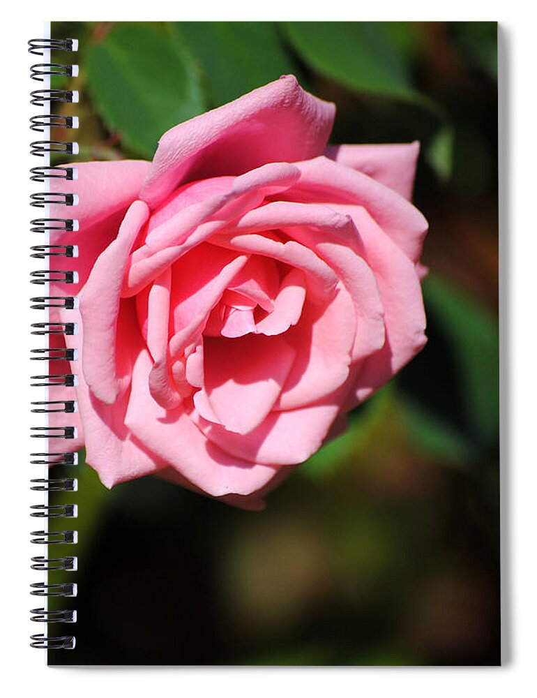 Autumn Spiral Notebook featuring the photograph The Last Rose by Jai Johnson