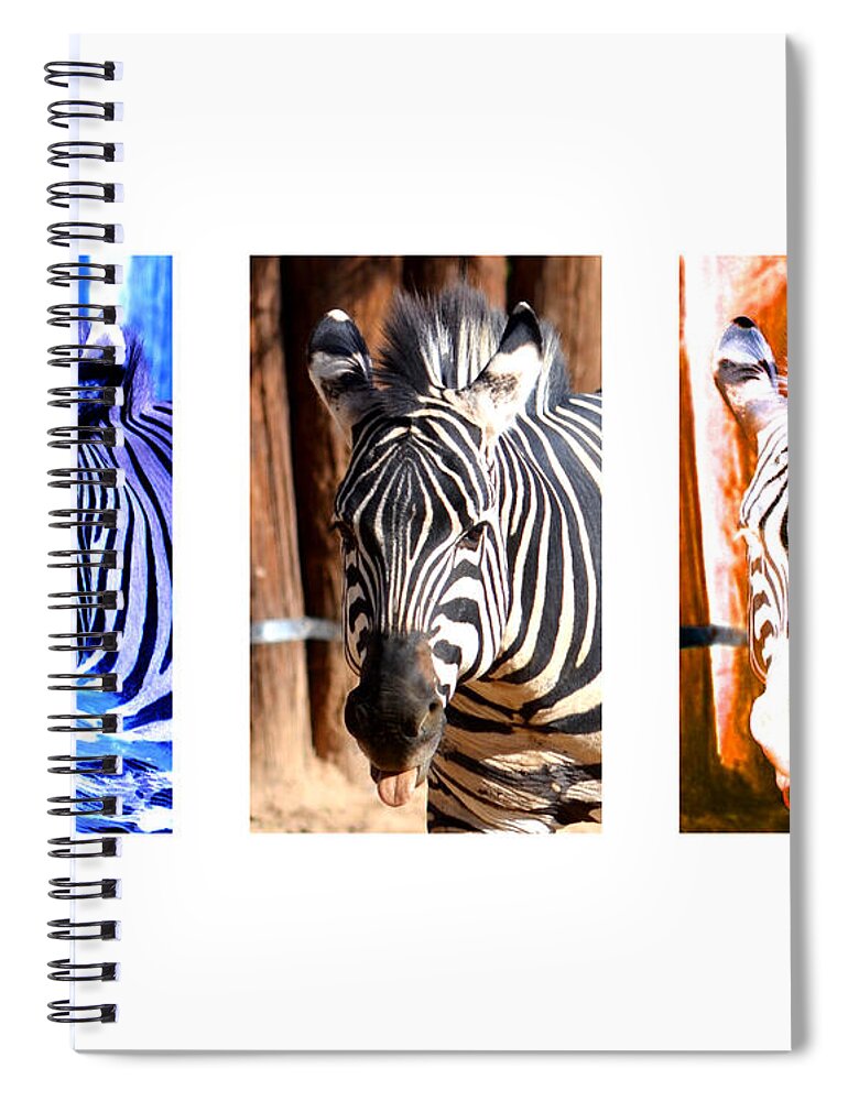 Zebra Spiral Notebook featuring the photograph The Three Zebras White borders by Rebecca Margraf