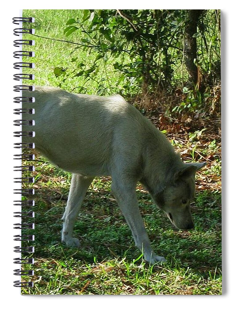 Wolf Spiral Notebook featuring the photograph The Tracker by Maria Urso