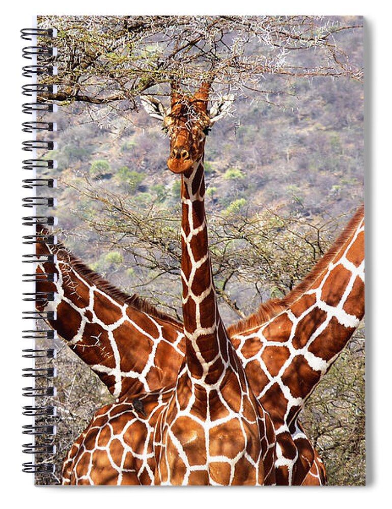Kenya Spiral Notebook featuring the photograph Three headed giraffe by Tony Murtagh