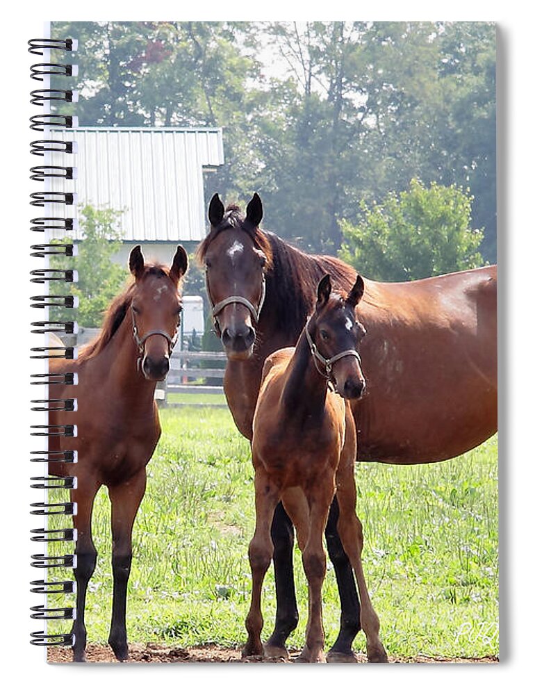  Spiral Notebook featuring the photograph 'Three Horses of Course' by PJQandFriends Photography