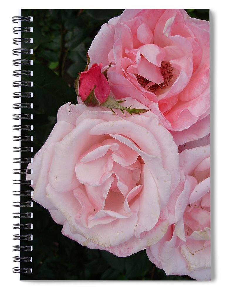 Roses Spiral Notebook featuring the photograph Threes Company Fours A Crowd by Anjel B Hartwell