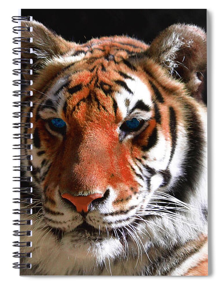 Tiger Spiral Notebook featuring the photograph Tiger Blue Eyes by Rebecca Margraf