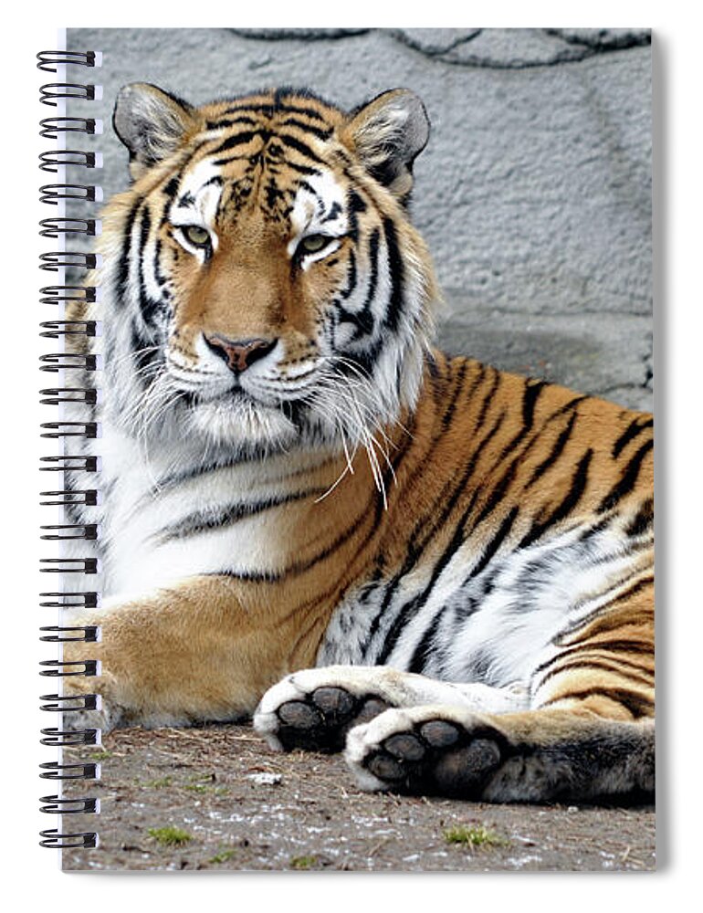 Tiger Spiral Notebook featuring the photograph Tiger Resting by Ronald Grogan